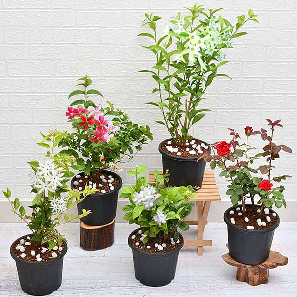 nurserylive-combo-packs-plants-5-best-fragrant-plants-16968509653132_600x600