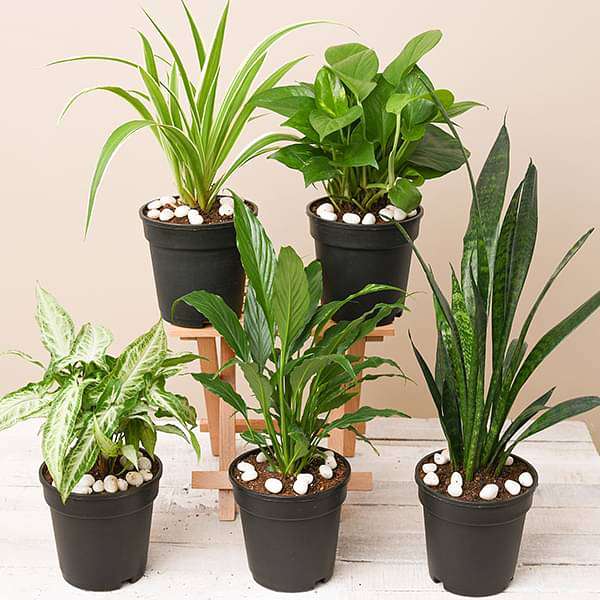 nurserylive-combo-packs-plants-5-best-indoor-plants-pack-16968508997772_600x600