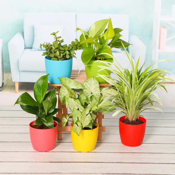 nurserylive-combo-packs-plants-plant-pack-for-healthy-home-office_600x600