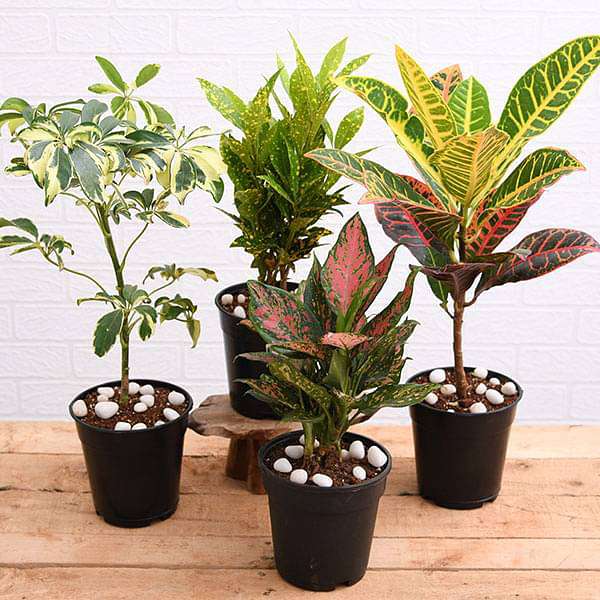 nurserylive-combo-packs-plants-top-4-colorful-foliage-house-plants-for-indoor-decoration-16969387147404_600x600