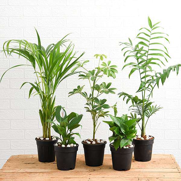 nurserylive-combo-packs-plants-top-5-indoor-garden-plants-to-remove-air-toxins-16969389506700_600x600