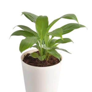 Peace Lily Plant